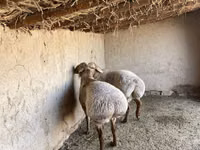 Schafe (Partie, Geschlecht nicht angegeben), Arashan sheep — Foto 2