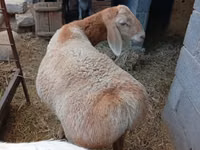 نعجة, Arashan sheep — الصورة 5