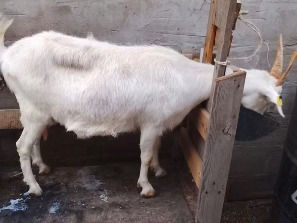 Ешкі, Ешкілер