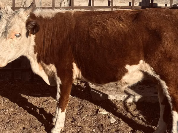 公牛, Simmental cattle — 哈萨克斯坦