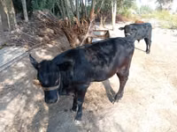 गाय, Simmental cattle — फ़ोटो 4