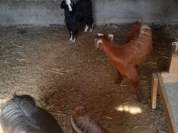 Cabra, Alpine goat