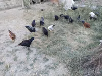 Chickens — 4-rasm