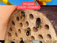 Продам запечатанные бревна пчелы "ОСМИЯ" — الصورة 1