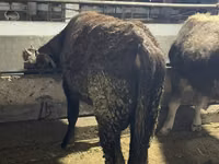सांड, Swiss cattle — फ़ोटो 8