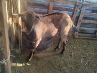 Ешкі, Alpine goat — 4-сурет