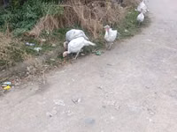 Turkeys — الصورة 2