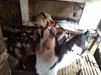 Goat, Beetal goats — photo 2