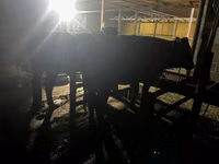 Vaca, Ganado vacuno — foto 8