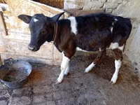 بقرة, الماشية — الصورة 1