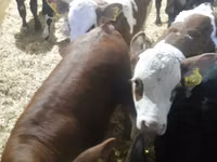 Бұқа, Simmental cattle — 7-сурет