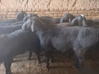 Қошқар, Rhon sheep — 4-сурет