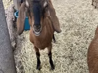 Ziege, Nubian Goat — Foto 3