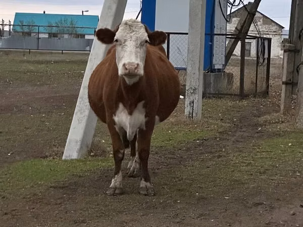 गाय, Simmental cattle — कज़ाखस्तान