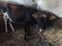 गाय, Simmental cattle — फ़ोटो 1