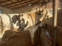 Toro, Raza Holstein — foto 2