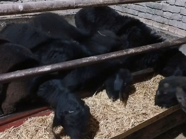 Sheep (batch, sex not specified), Sheep