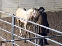 Stute, Rocky Mountain Horse — Foto 6