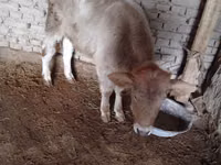 母牛, Cattle — 照片 3