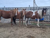 Stute, Pferde — Foto 2