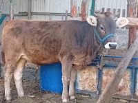 母牛, Swiss cattle — 照片 2