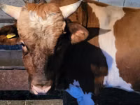 公牛, Swiss cattle — 照片 3