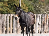 Yegua, Mule — foto 3
