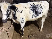Kuh, Russian Black pied cattle — Foto 3