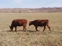 Букачар, Сиырлар — сүрөт 1
