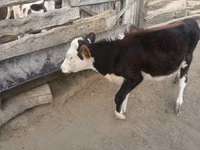 Bull, Cattle — photo 3