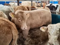 Rinder (Partie, Geschlecht nicht angegeben), Simmental cattle — Foto 3
