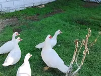 Ducks — Foto 8