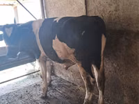 Bull, Russian Black pied cattle — photo 7