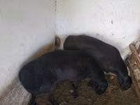 Carnero, Ovejas — foto 4