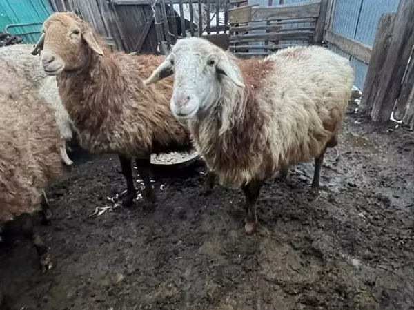 Oveja, Ovejas — Kazajistán
