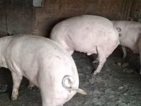 Verro, Cerdos — foto 6