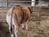 ثور, Partenaise cattle — الصورة 1