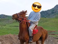 Hengst, Anglo-Arabian — Foto 5
