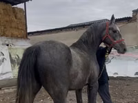 Hengst, Orlov Trotter — Foto 1