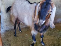 Ziegenbock, Nubian Goat — Foto 1