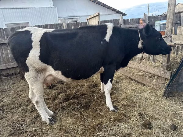 गाय, गोलस्टीन नस्ल — कज़ाखस्तान