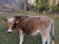 Cow, Cattle — photo 1