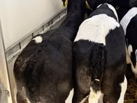 Rinder (Partie, Geschlecht nicht angegeben), Simmental cattle — Foto 7