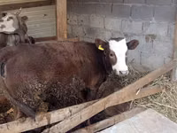 Kuh, Simmental cattle — Foto 1