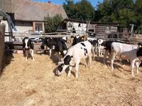 Bulle, Russian Black pied cattle — Foto 3
