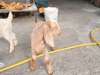 Ziegen (Partie, Geschlecht nicht angegeben), Beetal goats — Foto 7