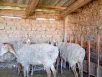 Qoʻy, Arashan sheep — 6-rasm
