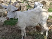 Ziegen (Partie, Geschlecht nicht angegeben), Saanen goat — Foto 4