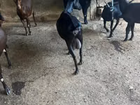 Ziege, Murcia-Granada goats — Foto 4