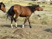 Stute, Tatar horse — Foto 2